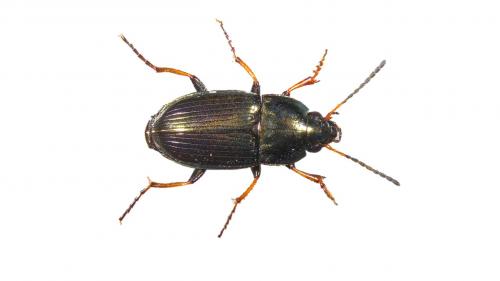 Amara plebeja